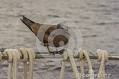 The brown or common noddy Anous stolidus aboard a yacht in the middle of the Pacific Ocean, 300 miles from the Tuamotu Stock Photo