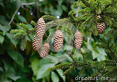 Brown cones on a green spruce branch Stock Photo