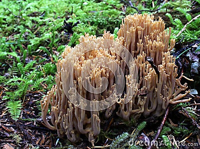 Brown Coral Mushroom Stock Photo