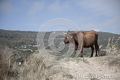 A Brown Corriente Cattle Breed with two horns standing with a hilly mountain view Stock Photo