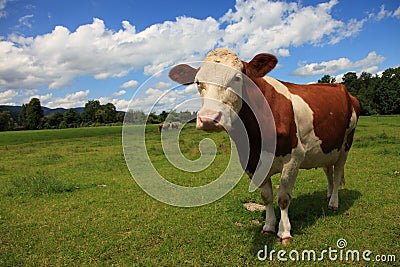 The brown Cow Stock Photo