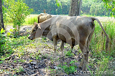 Brown cow is anal feces.The cow is defecating.cow anal fece Stock Photo