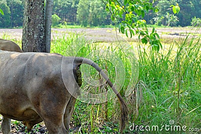 Brown cow is anal feces.The cow is defecating.cow anal fece Stock Photo