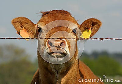 Brown cow behind fence Stock Photo