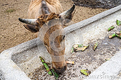 Brown cow, bull on the farm eating green bananas. Canary Islands, Tenerife Stock Photo