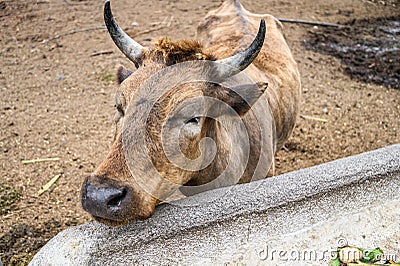 Brown cow, bull on the farm eating green bananas. Canary Islands, Tenerife Stock Photo