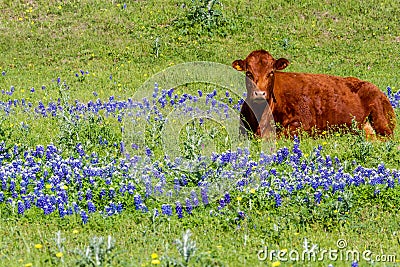 Brown Cow in a Field of Bluebonnet Wildflowers, Texas Stock Photo