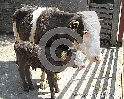 Brown cow and her brown calf in Ireland on concrete slats with gates into a field Editorial Stock Photo