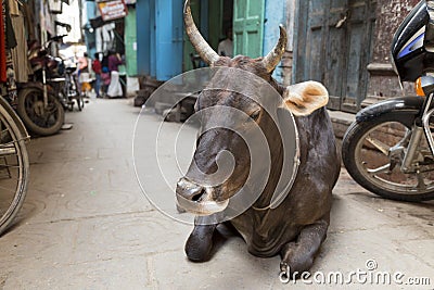 Sacred brown cow laying down and resting in a narrow street in Varanasi, India Stock Photo