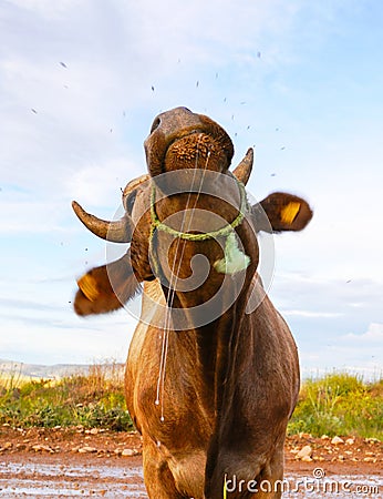 Brown cow is shaking its head to protect itself from the fly, in Stock Photo