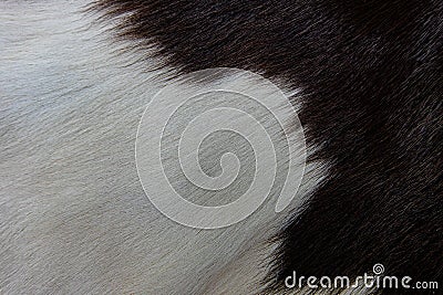 Brown Cow skin coat with fur black white and brown spots Stock Photo