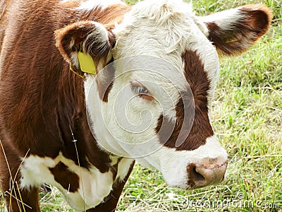 Brown cow with white muzzle Stock Photo