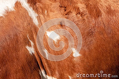 brown cowhide background texture Stock Photo