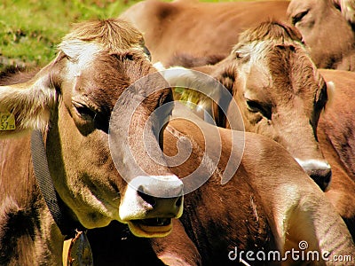 Brown cows Stock Photo