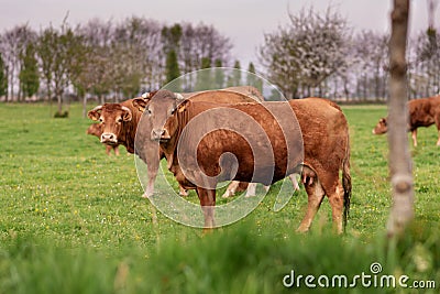 Brown cows graze on a field in Normandy France Stock Photo