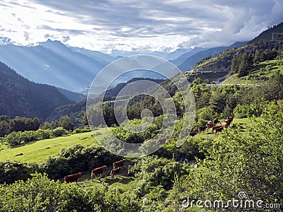 Brown cows in mountain meadow near vars in alps of haute provence Stock Photo