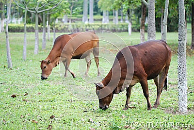 brown cows on the ranch Stock Photo