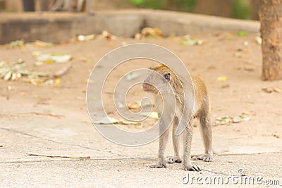 Brown crab-eating monkey stands on a sandy road, rest in Asia design with copy space Stock Photo