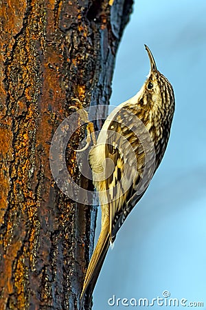 Brown Creeper Stock Photo