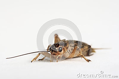 Brown cricket Stock Photo