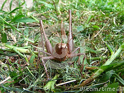 Brown cricket Stock Photo