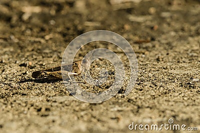 Brown cricket camouflage Stock Photo