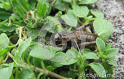 Brown cricket on the grass Stock Photo