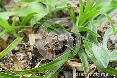 Brown cricket on the grass Stock Photo