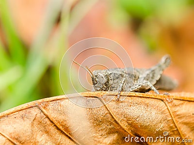 Brown Cricket Grasshopper Stock Photo