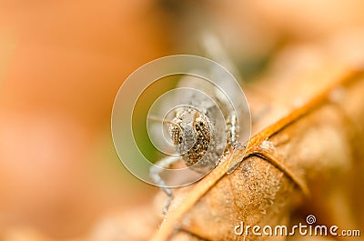 Brown Cricket Grasshopper Stock Photo