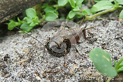 Brown cricket on ground, closeup Stock Photo