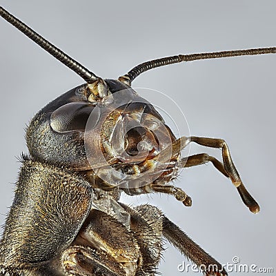 Brown cricket on grey background. Macro close up stacking image Stock Photo