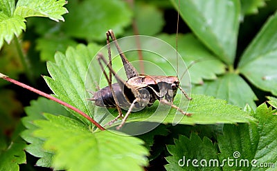 Brown cricket Stock Photo