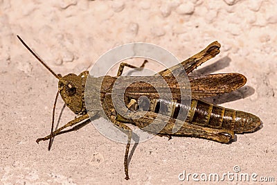 Brown cricket Stock Photo