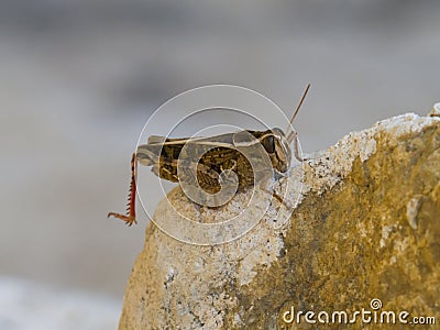 Brown cricket on rock Stock Photo