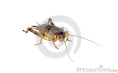 Brown cricket Stock Photo