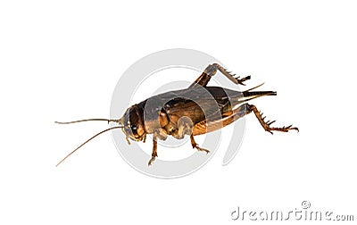 Brown cricket Stock Photo