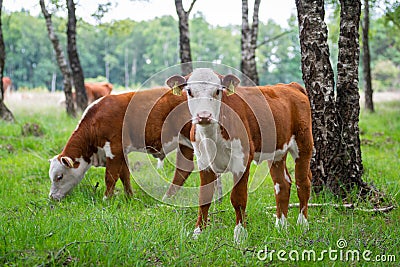 Brown curious calf Stock Photo