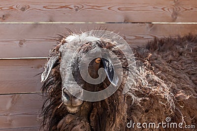Brown curly sheep at the fence. Curly long hair. Stock Photo