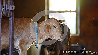 The brown cute calf with sun flayer Stock Photo