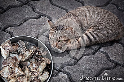 Brown cute cat with bone in cup at floor Stock Photo