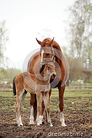 Brown cute foal portrait with his mother Stock Photo