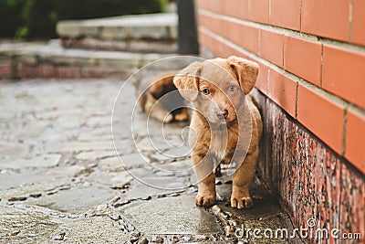 Brown cute puppy dog sits steps house Stock Photo