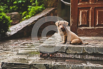 Brown cute puppy dog sits steps house Stock Photo