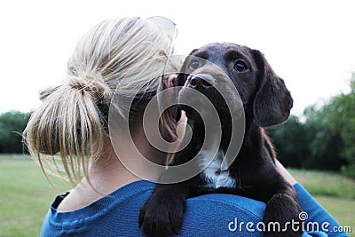 Brown cute puppy with owner Stock Photo