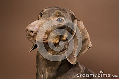 Brown dachshund Stock Photo