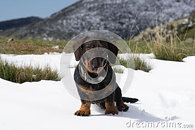 Brown Dachshund dog sitting on white sunlit snow, blurred background Stock Photo