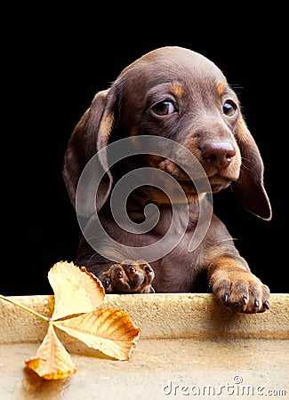 Dachshund puppy dog in the autumn garden Stock Photo