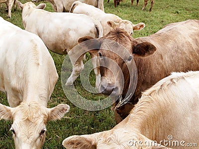 Brown Dairy Cow Face Stock Photo