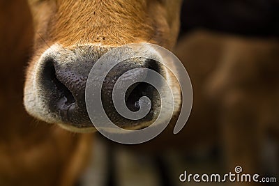 Brown Dairy cow nose closeup with copy space Stock Photo